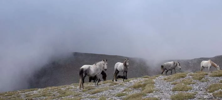 Οι απόγονοι του Βουκεφάλα καλπάζουν ελεύθεροι και μαγεύουν τους επισκέπτες – Εικόνες